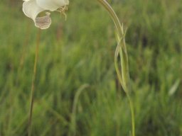 Gladiolus longicollis subsp. platypetalus tepal curling